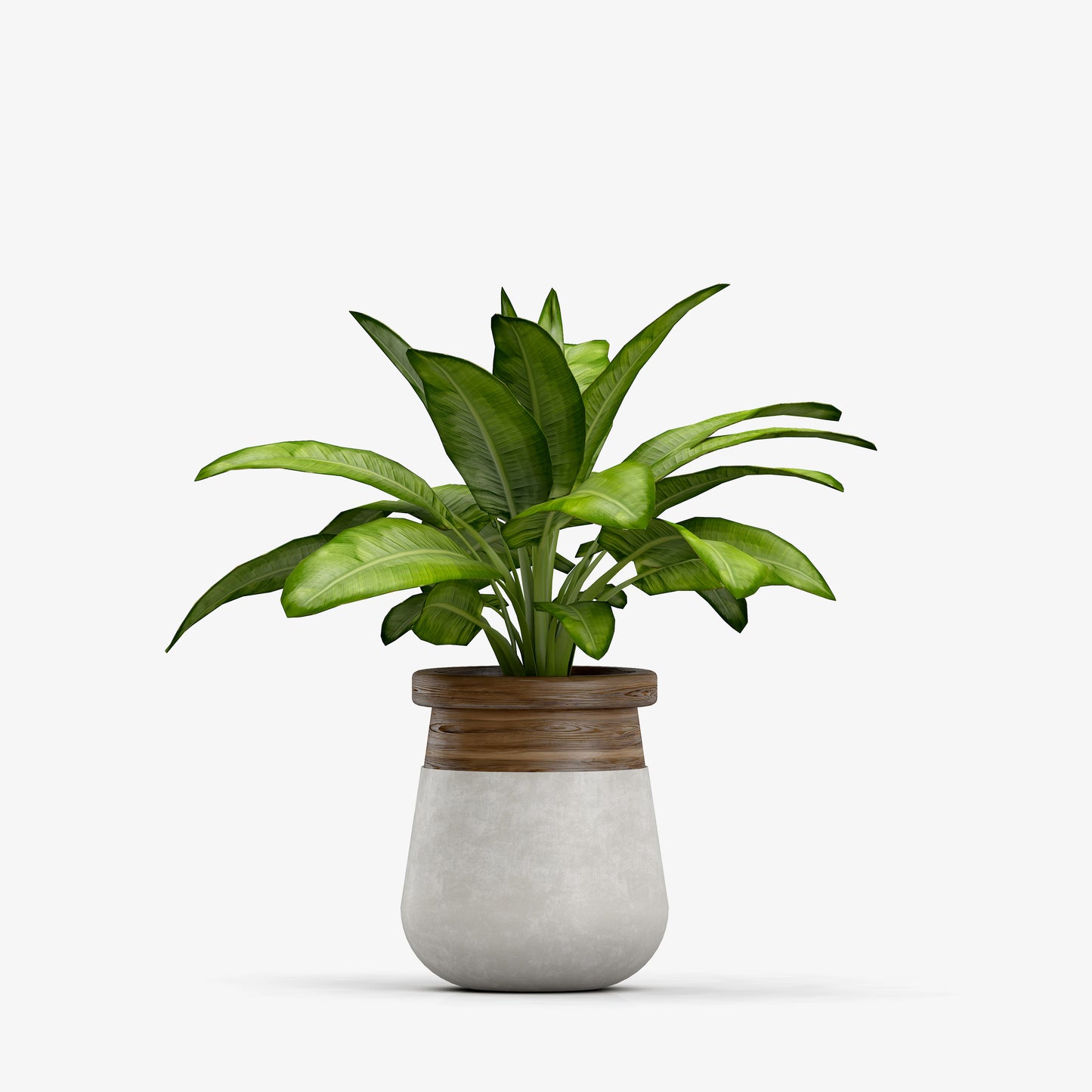 A Dieffenbachia Plant in Nursery Pot with a large size