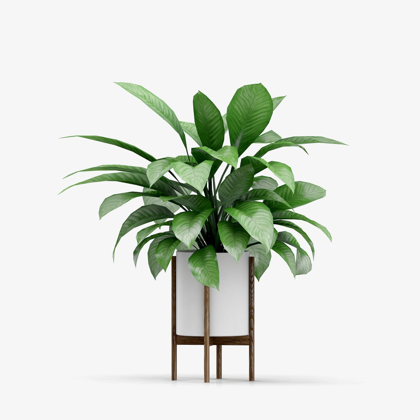 Monstera Deliciosa Live Houseplant, 10" White Pot