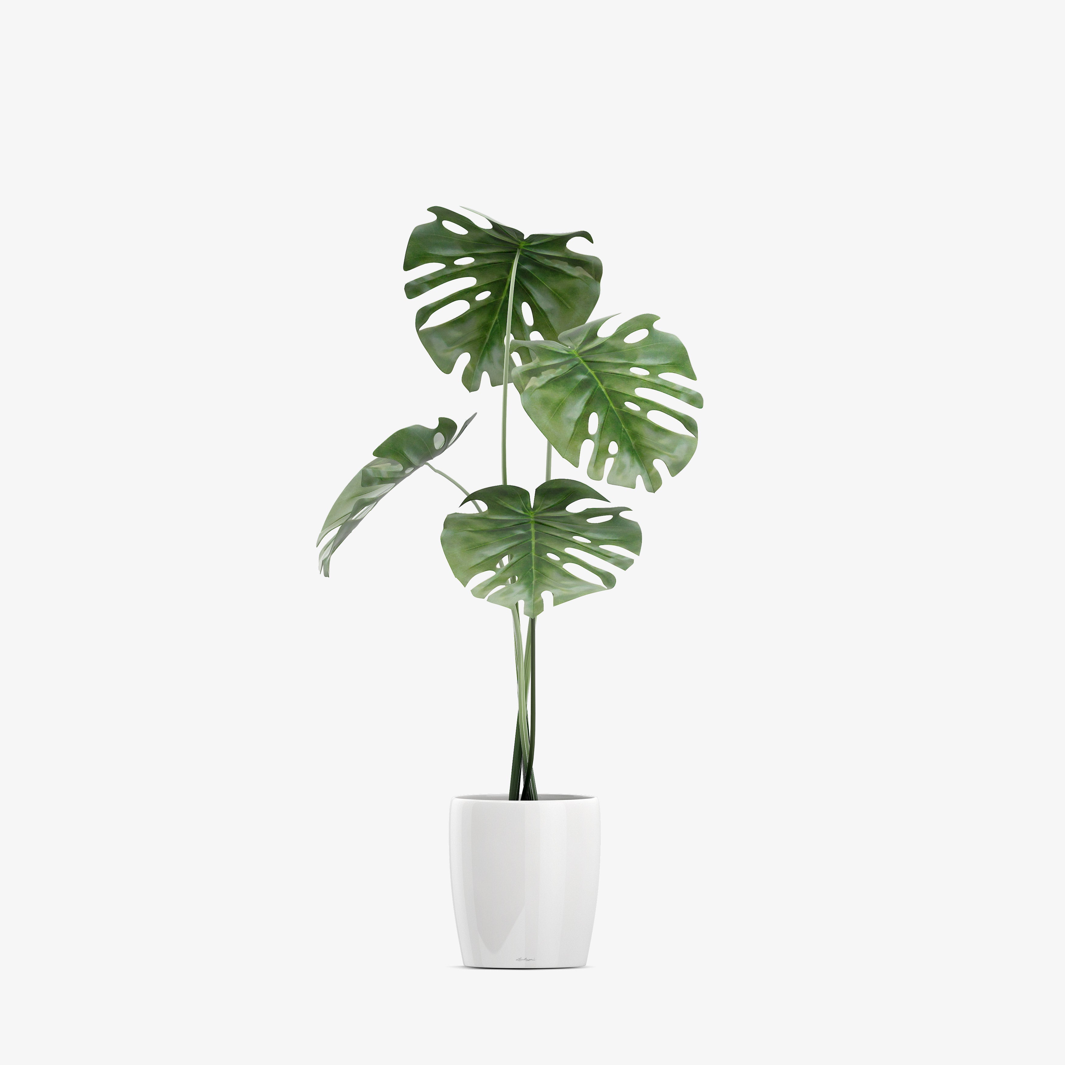 Monstera Deliciosa Live Houseplant, 10" White Pot