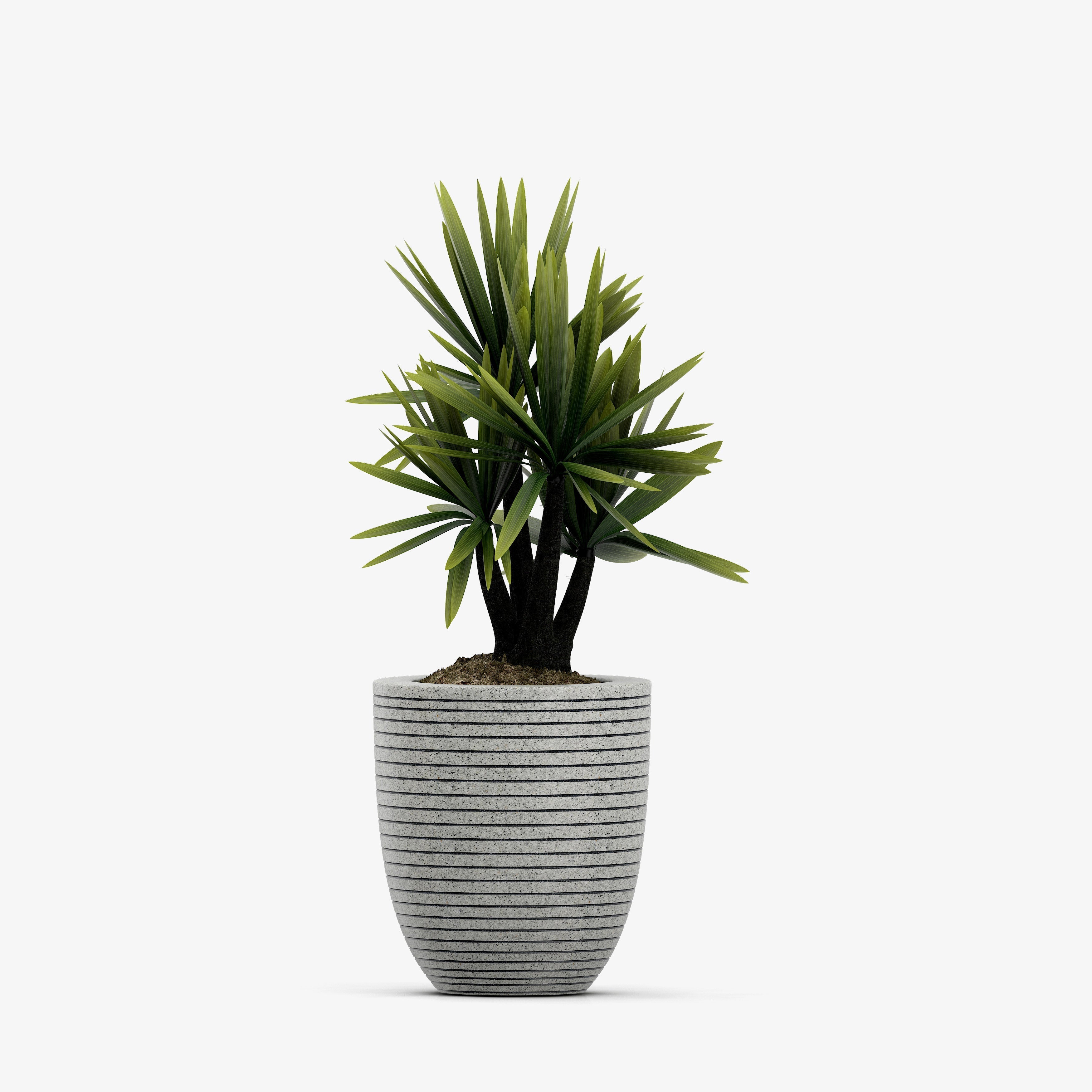 Beong Yucca Plant in Grey Pot with Big Size